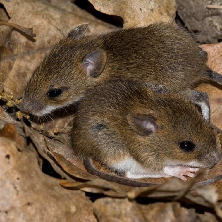 Уничтожения мышей в частном доме в Липецке?