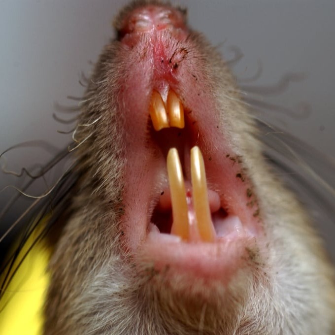 Дератизация крыс в Липецке?